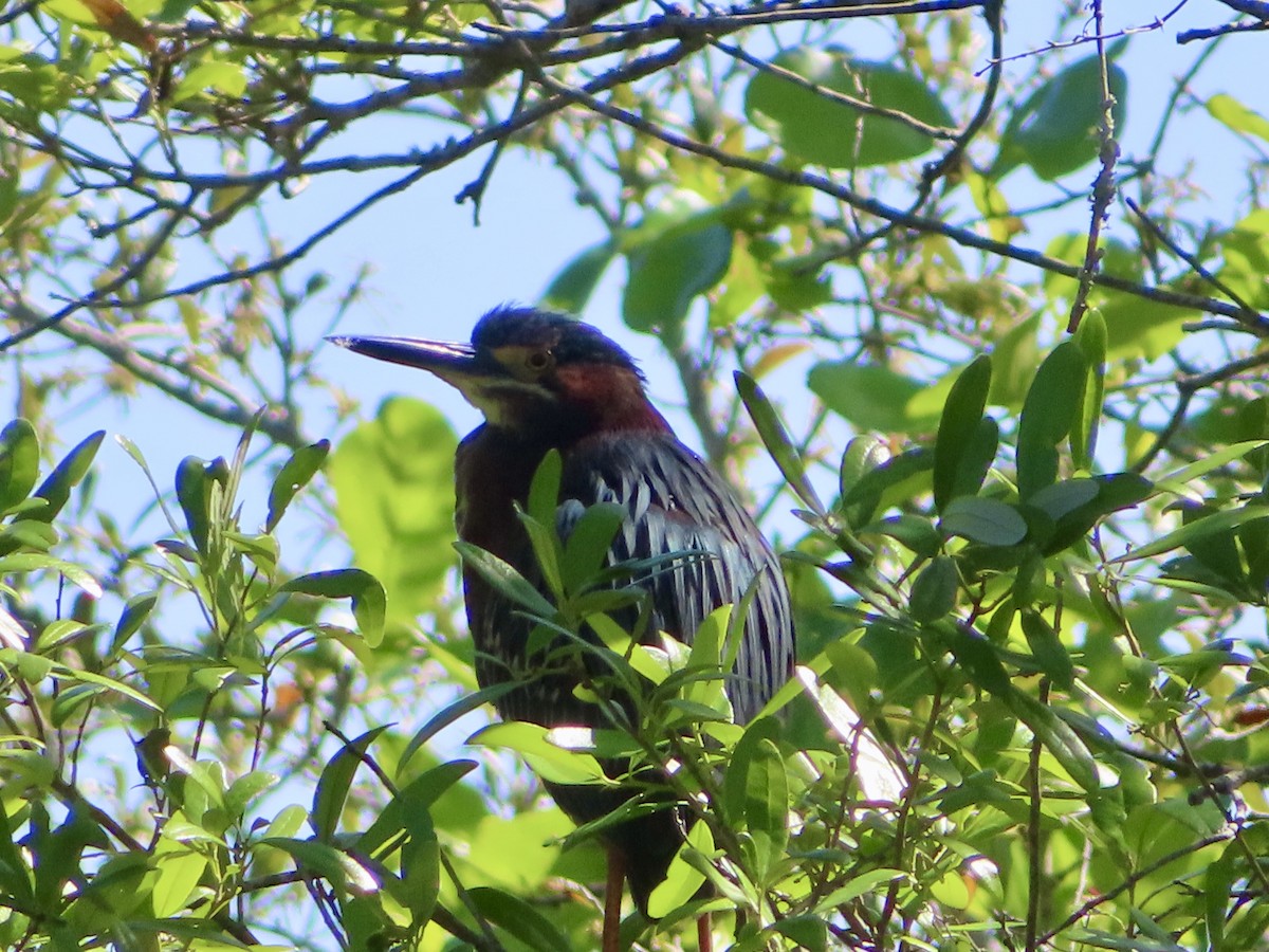 Green Heron - ML633408196