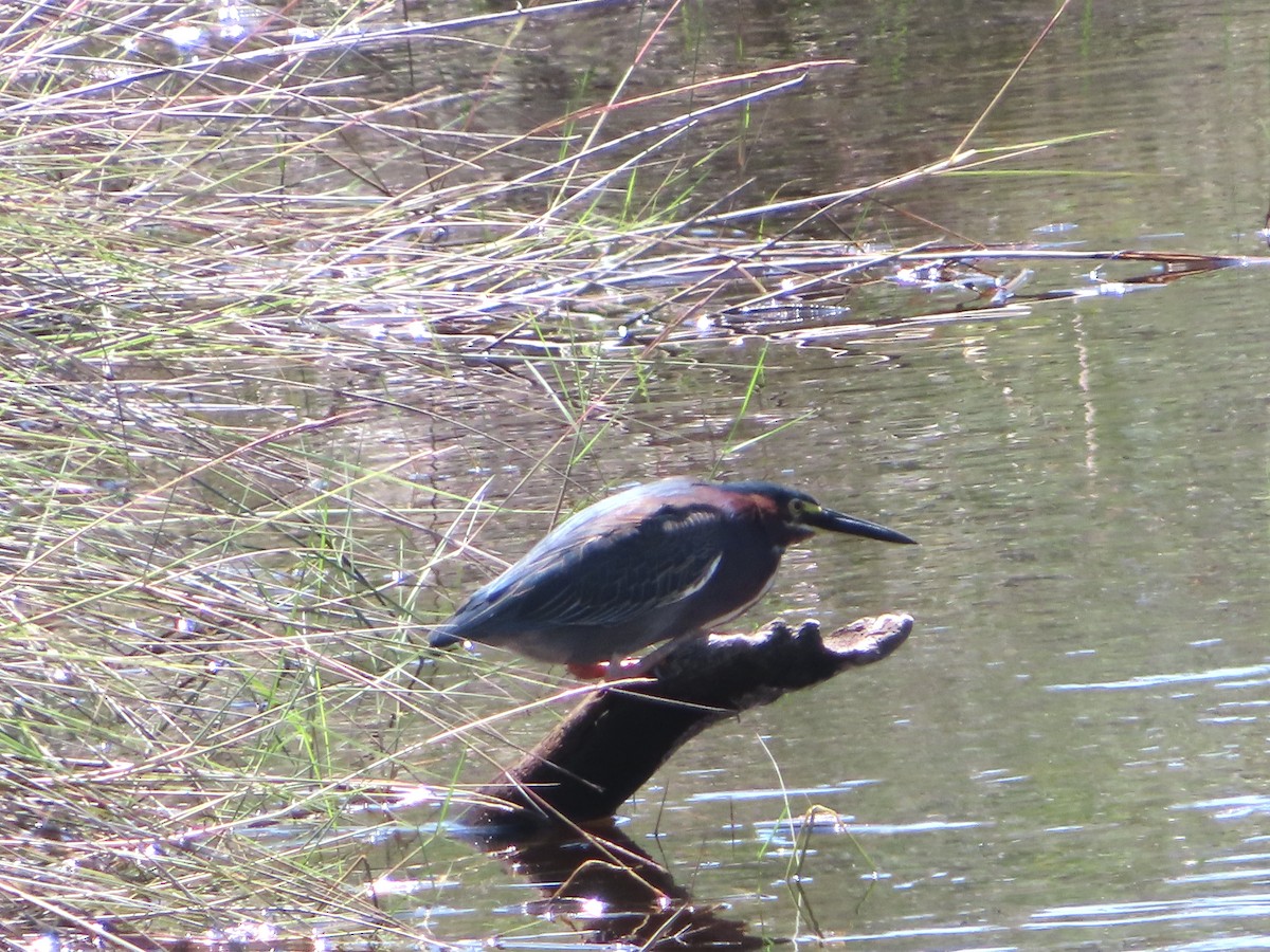 Green Heron - ML633408197