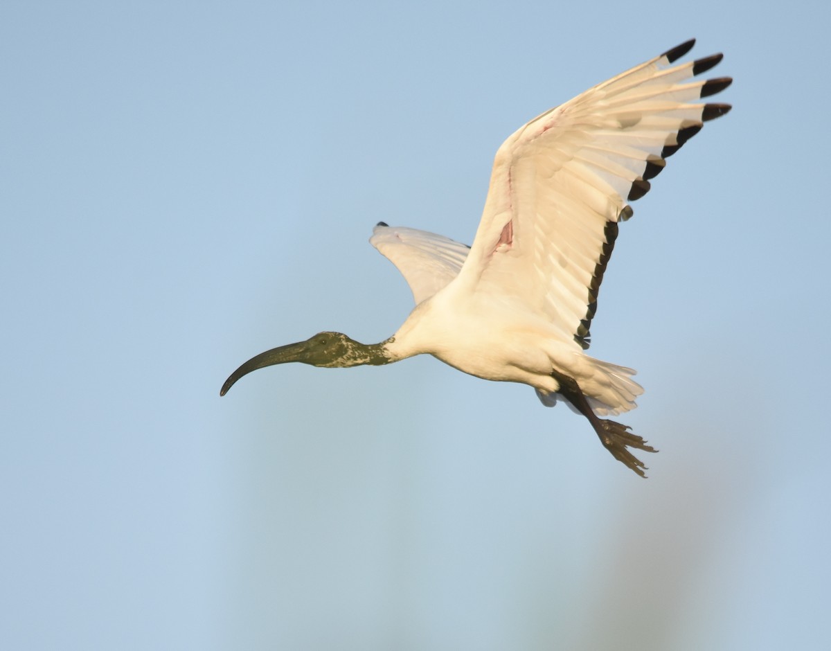 African Sacred Ibis - ML633408213