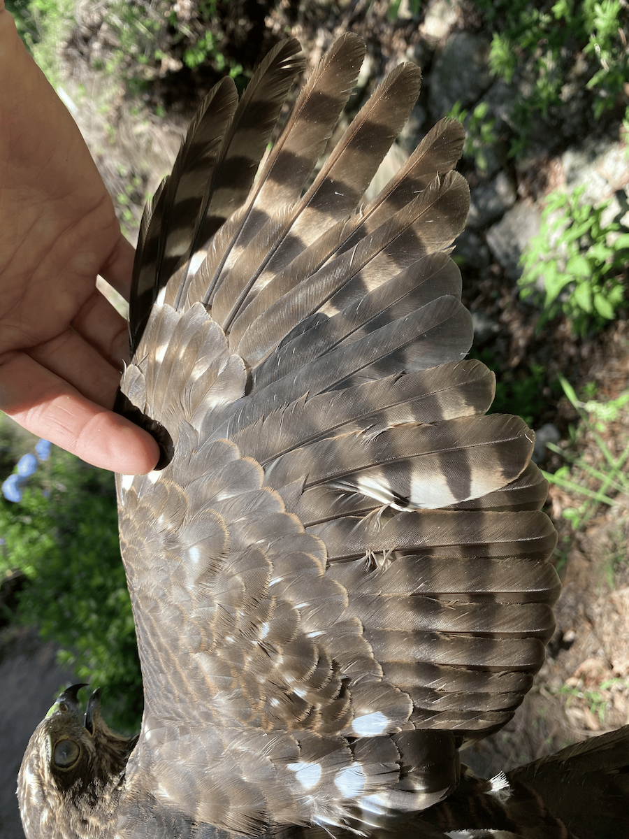 African Goshawk - ML633408233