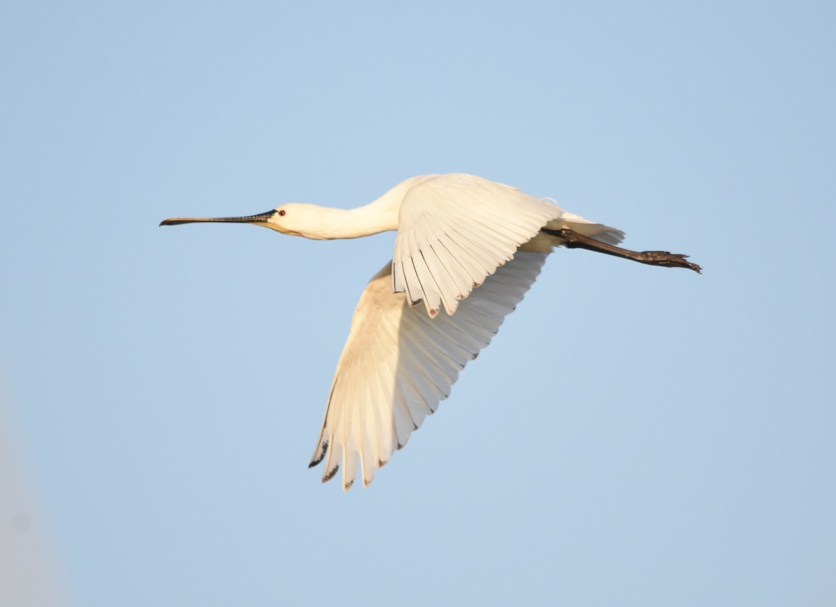Eurasian Spoonbill - ML633408294
