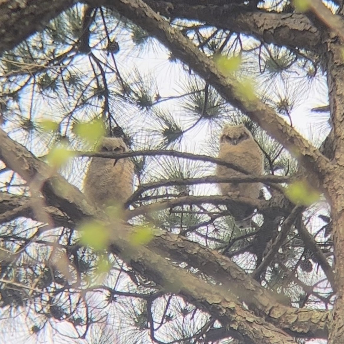 Great Horned Owl - ML633408314
