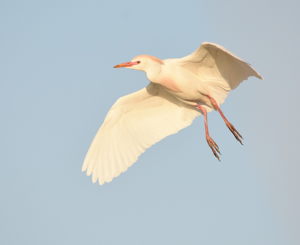 Western Cattle-Egret - ML633408468