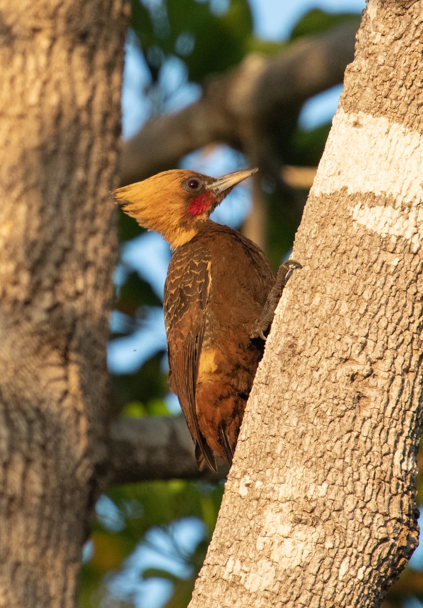 Pale-crested Woodpecker - ML633408582