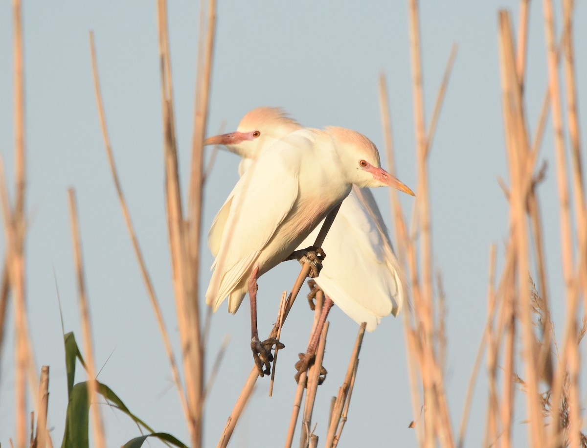 Western Cattle-Egret - ML633408613