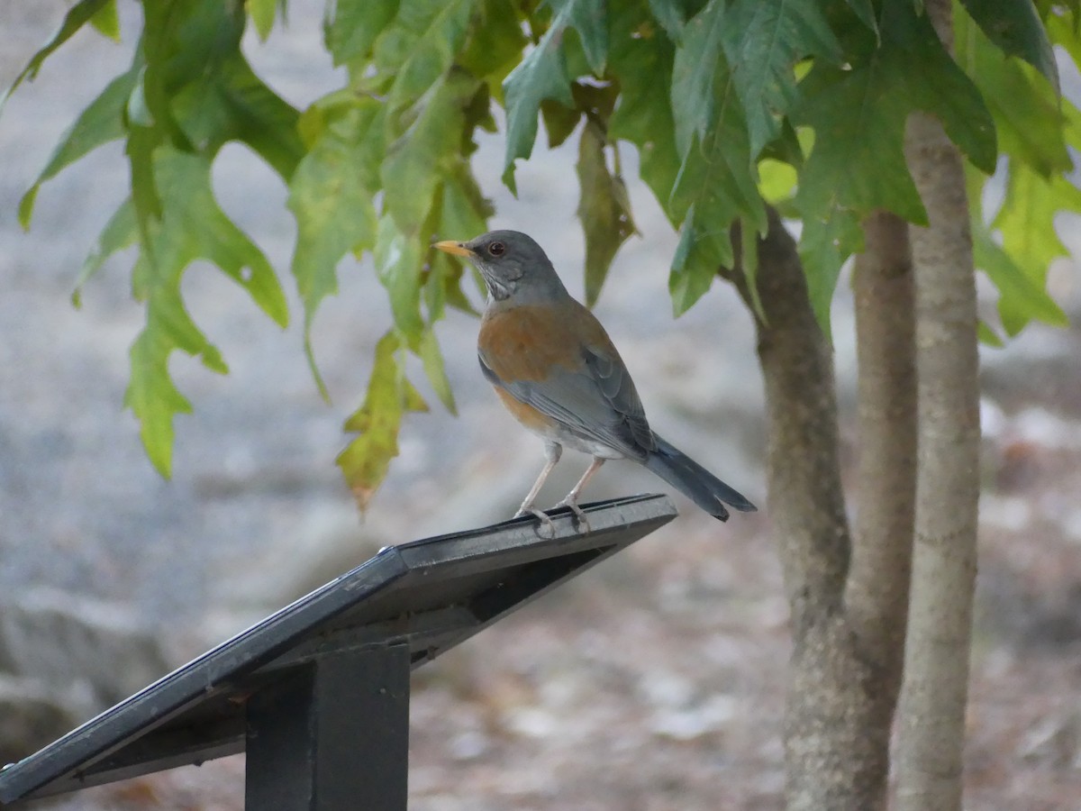 Rufous-backed Robin - ML633408672
