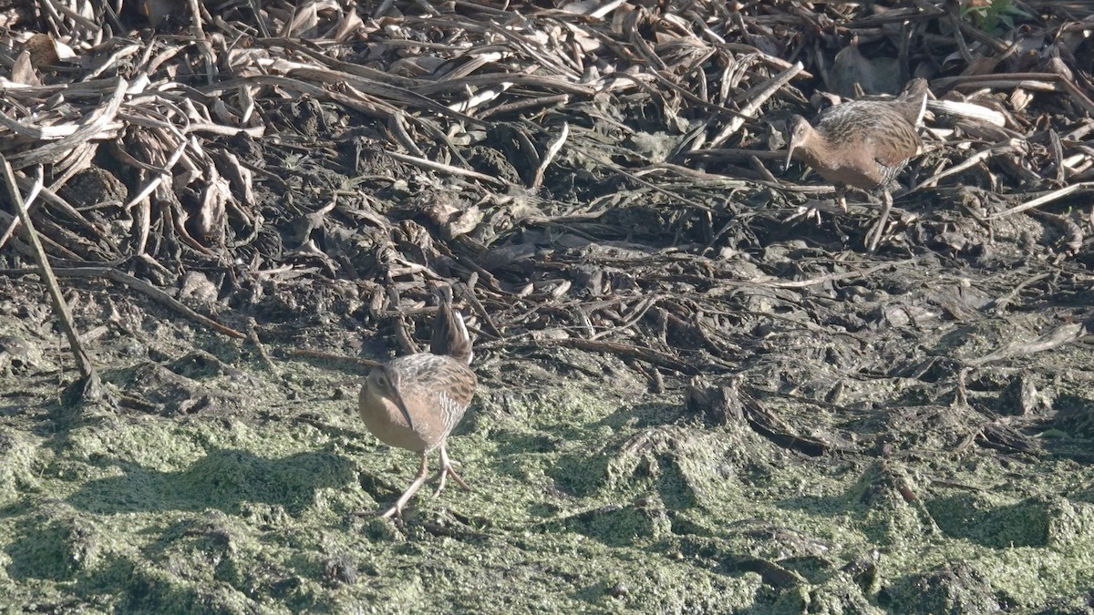 King Rail - ML633408675