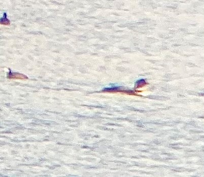 Common Loon - ML633408684