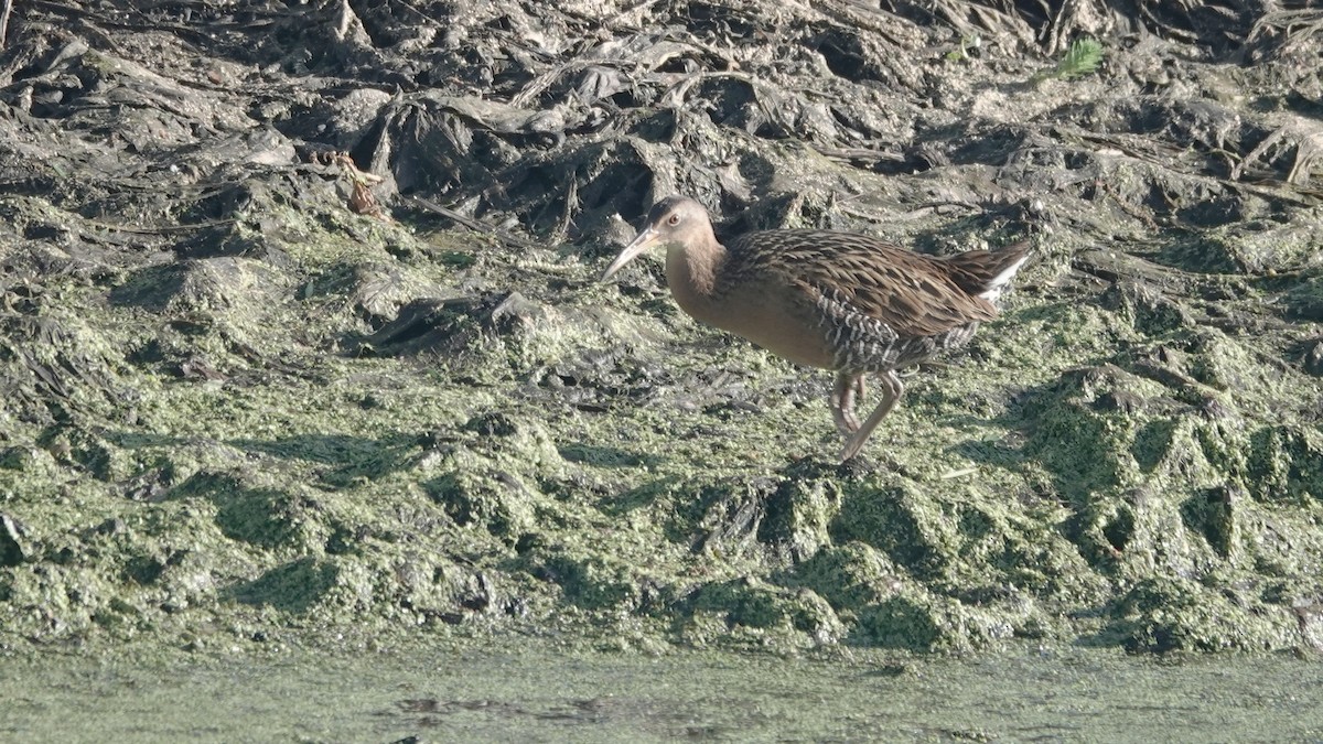 King Rail - ML633408716