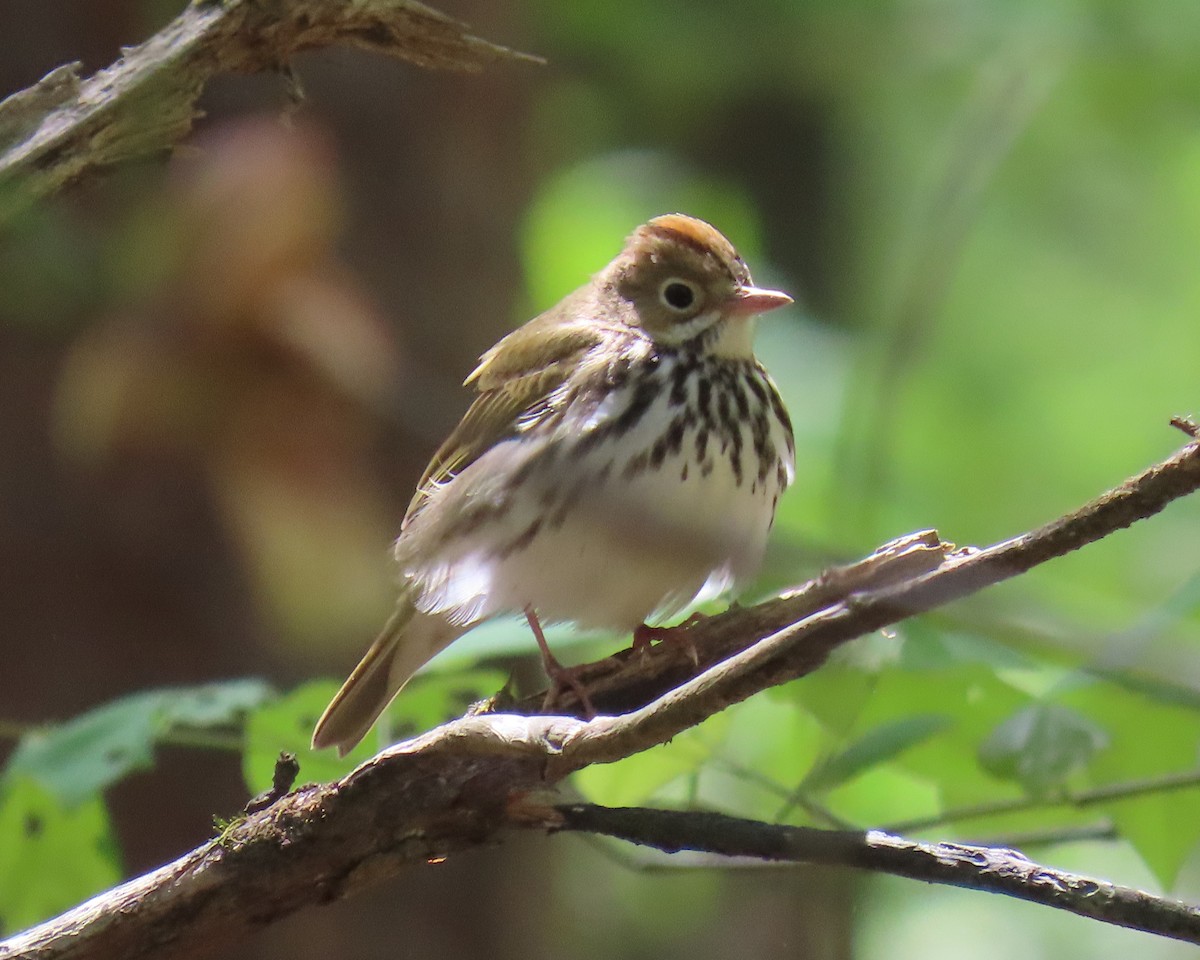 Ovenbird - ML633408719