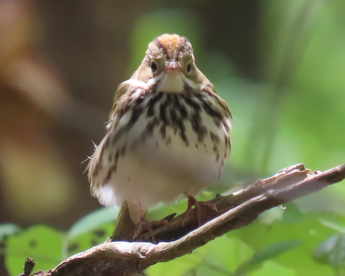 Ovenbird - ML633408721