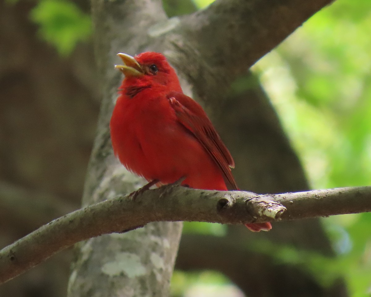 Summer Tanager - ML633408793