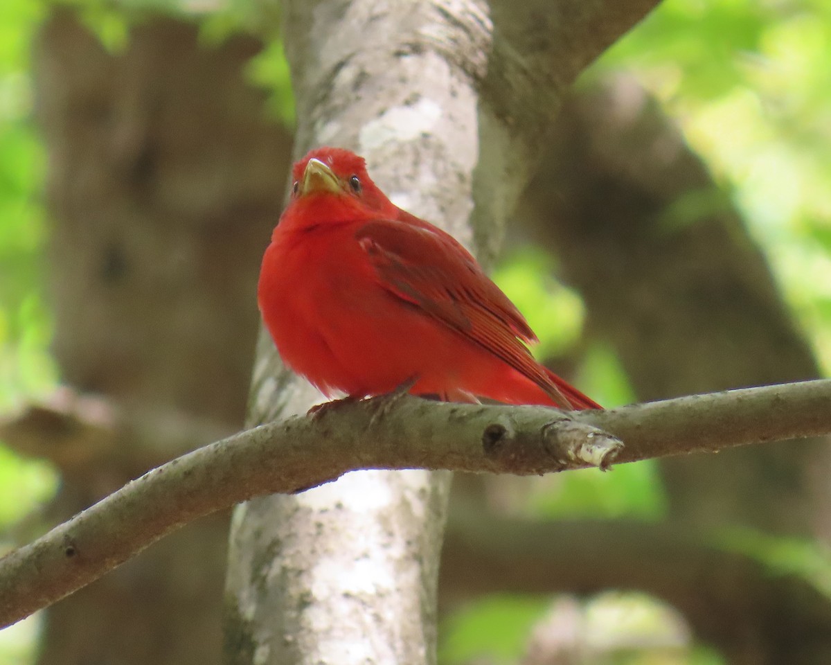 Summer Tanager - ML633408797
