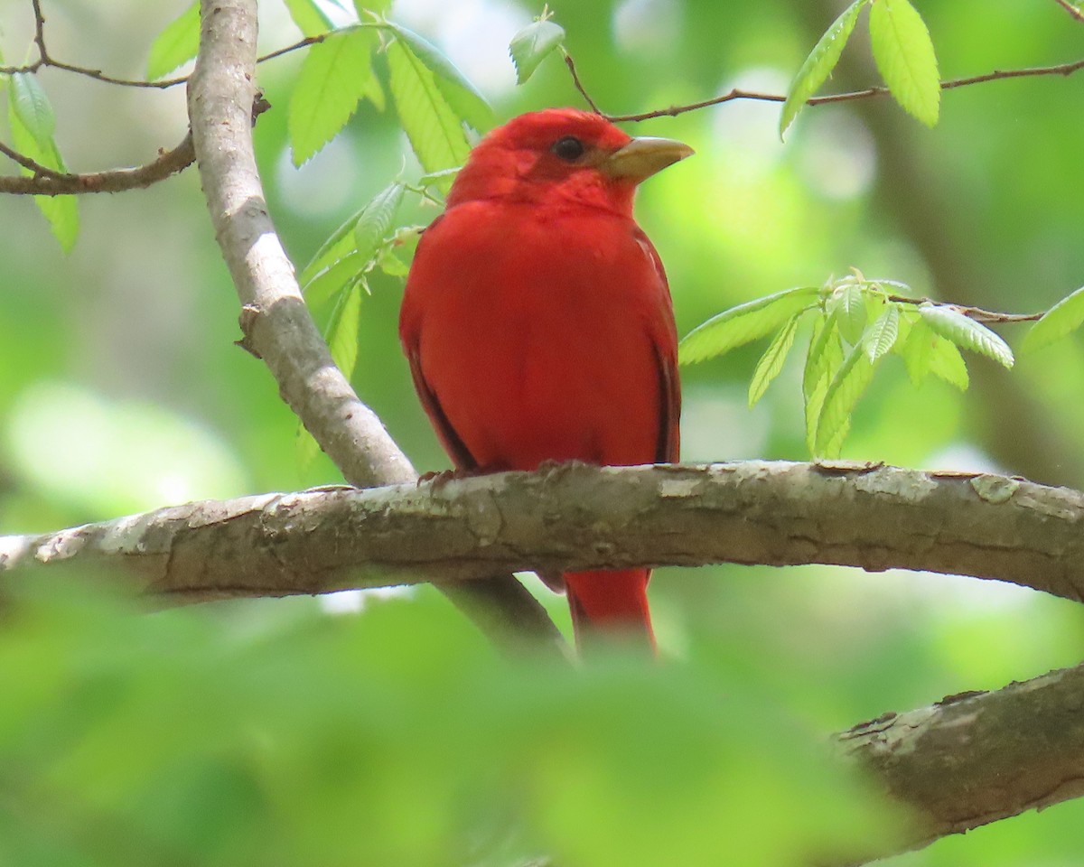 Summer Tanager - ML633408803