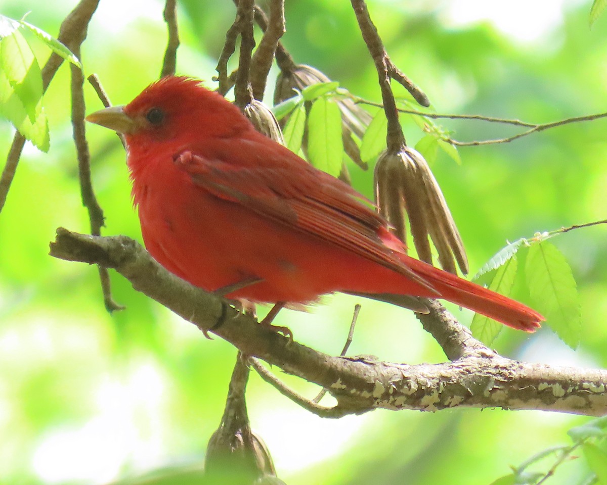 Summer Tanager - ML633408807