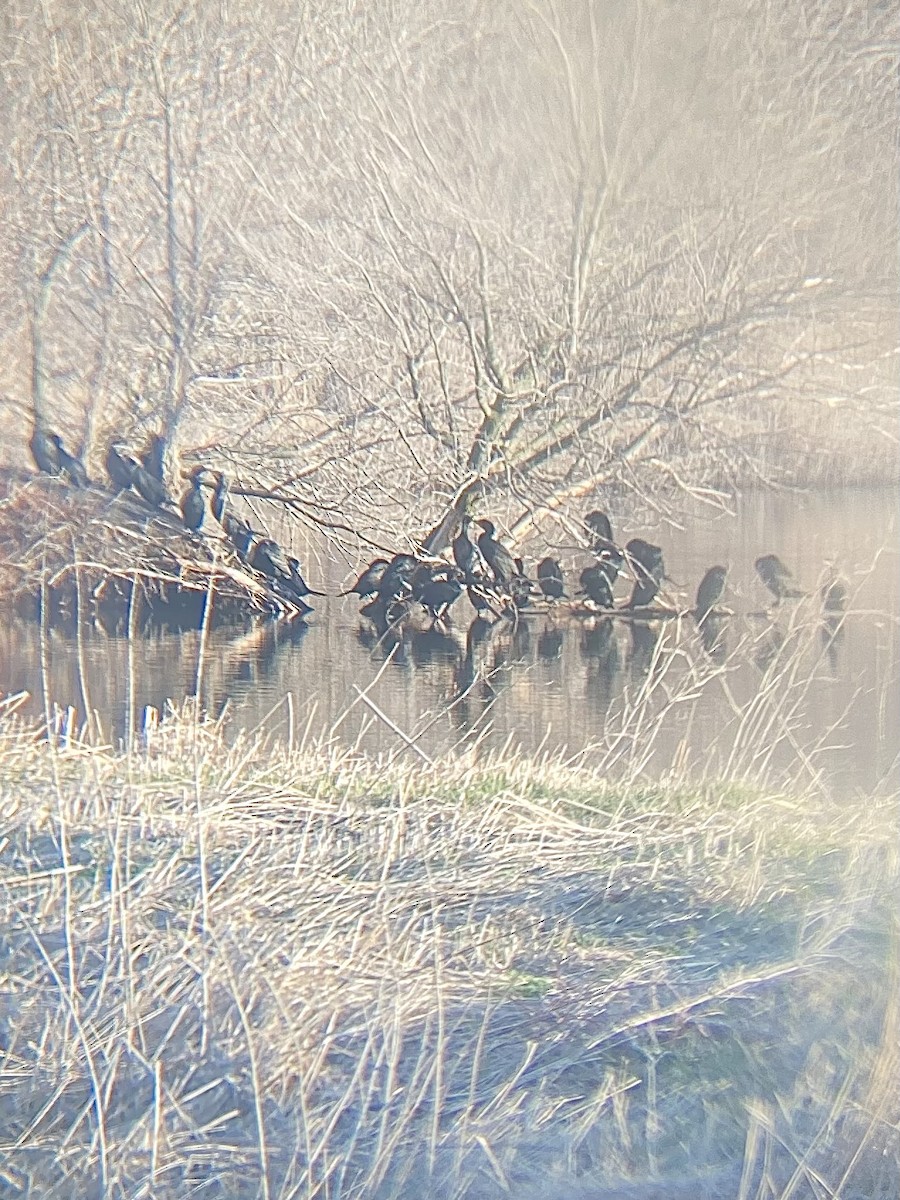 Double-crested Cormorant - ML633408868