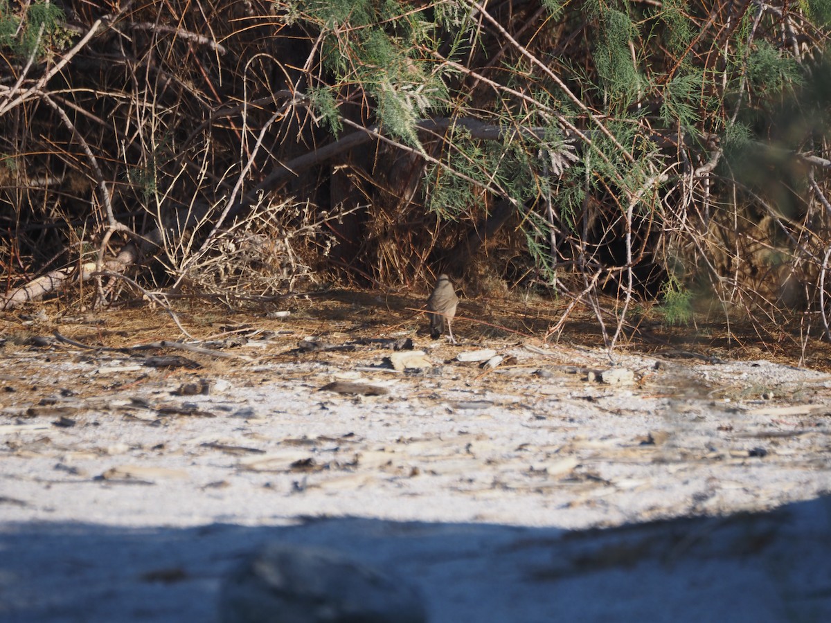 Abert's Towhee - ML633408982