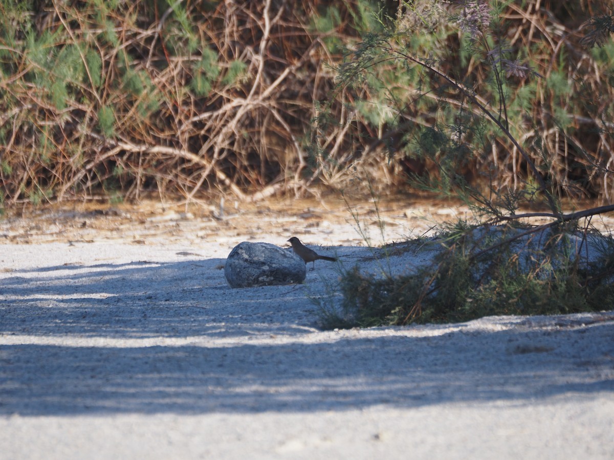 Abert's Towhee - ML633408983