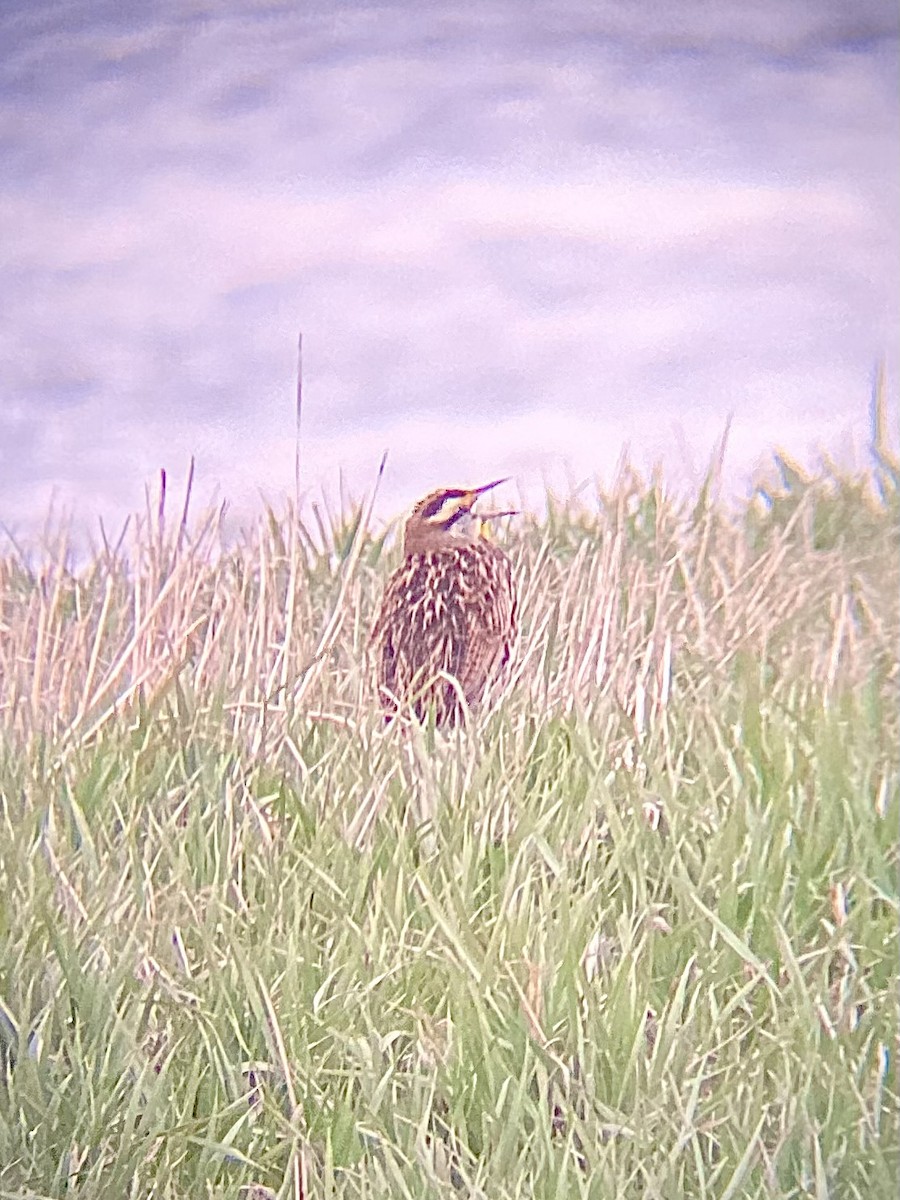 Eastern Meadowlark - ML633408984
