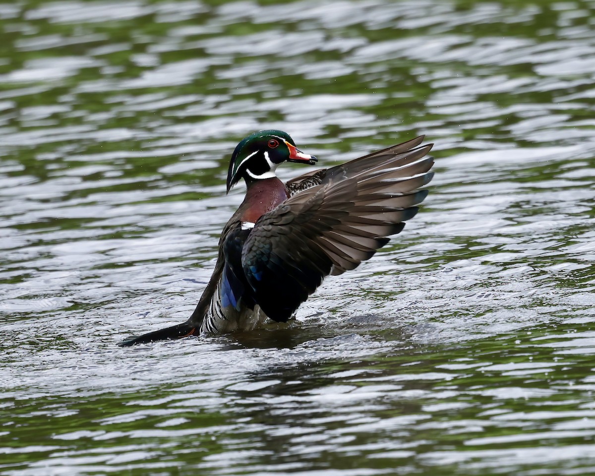 Wood Duck - ML633408985