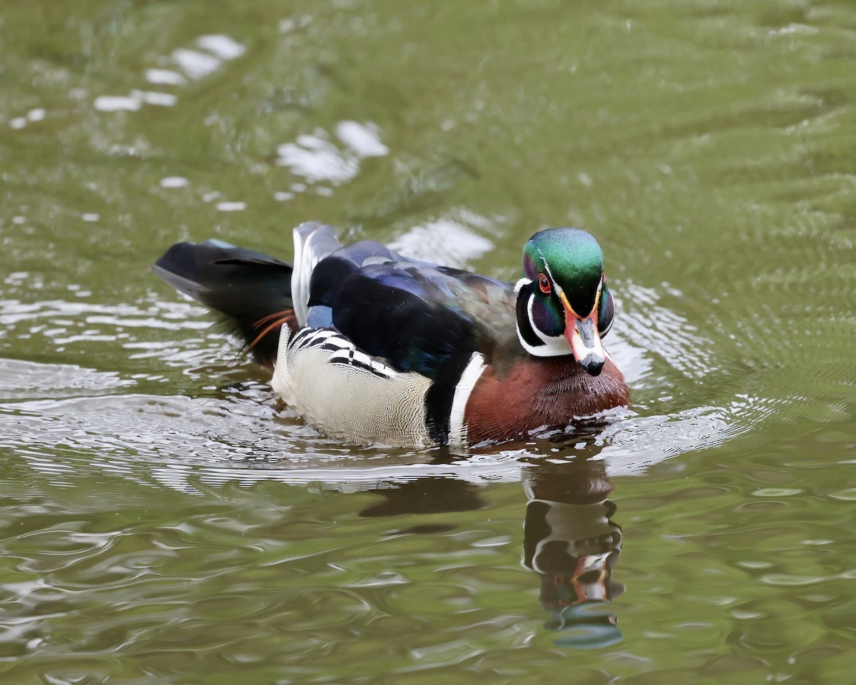 Wood Duck - ML633408986