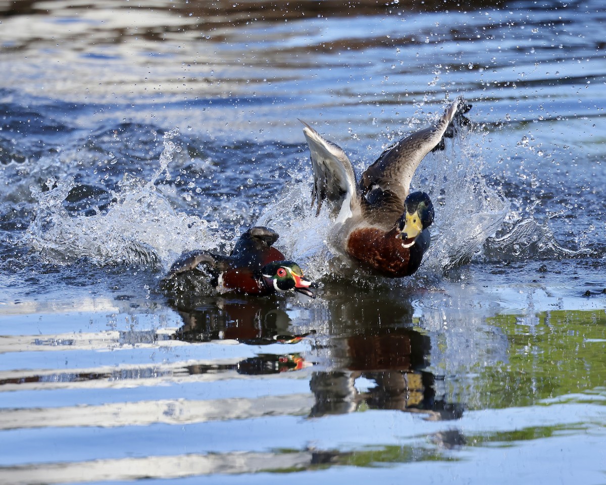 Wood Duck - ML633408987
