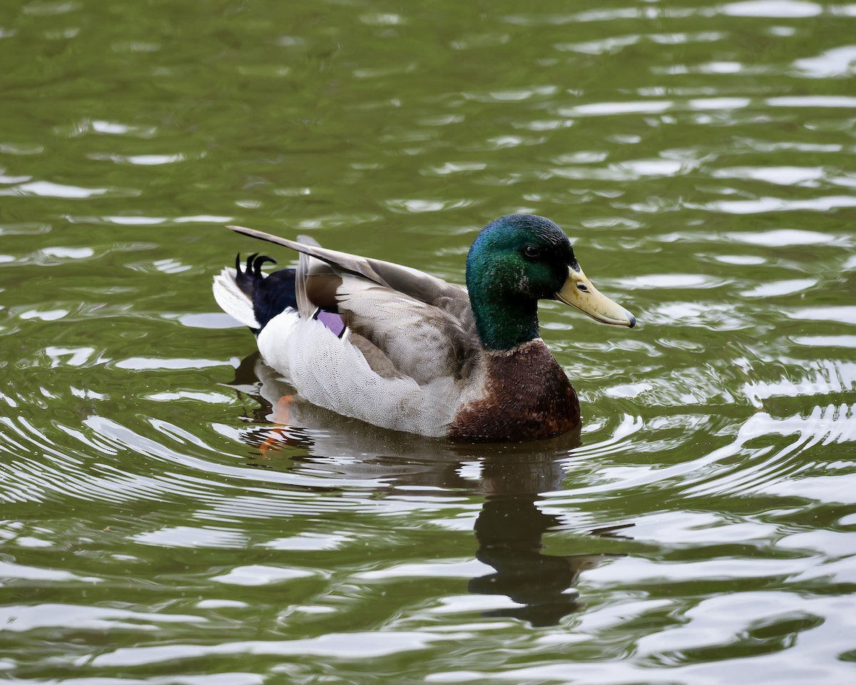 Mallard - ML633408997