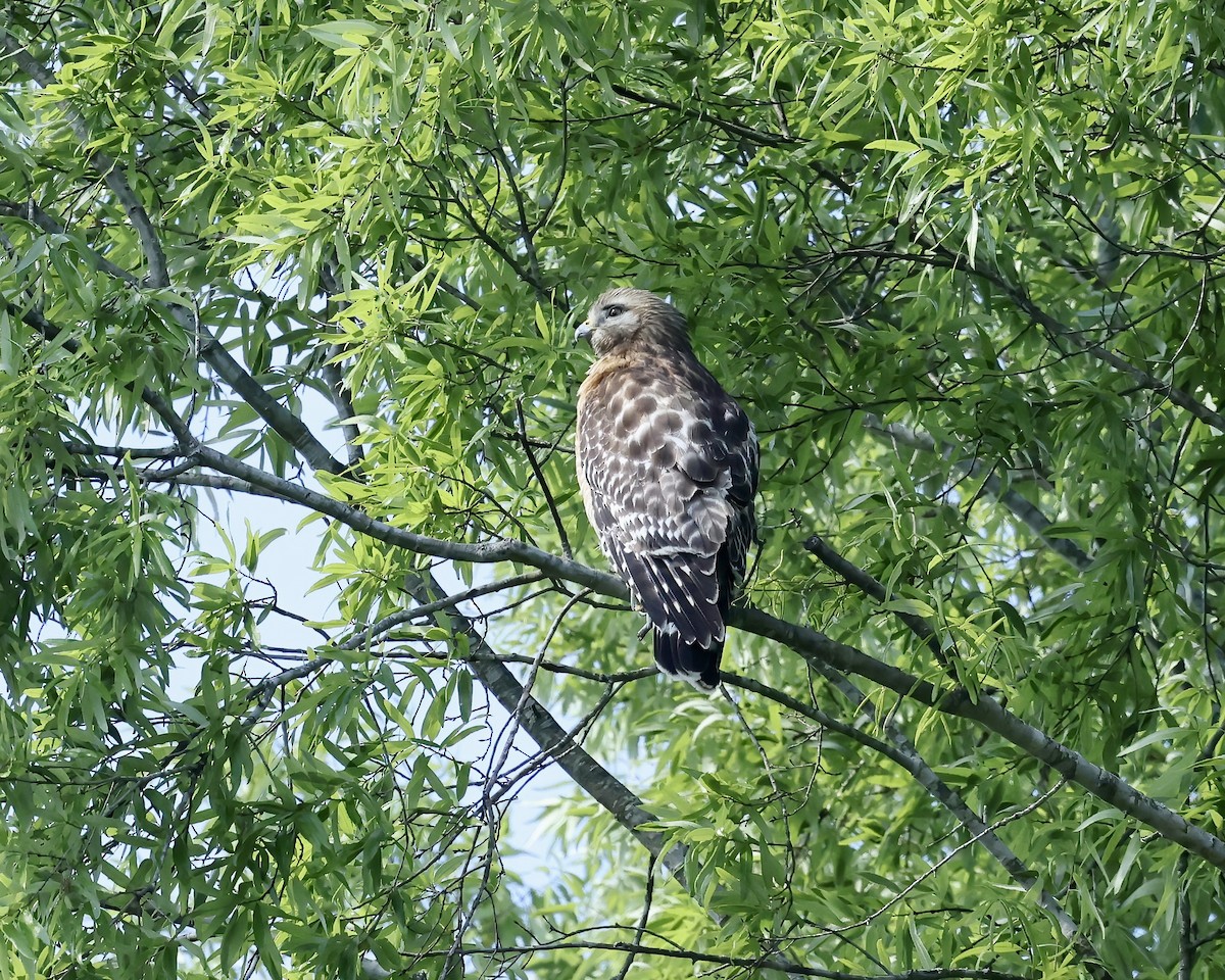 Red-shouldered Hawk - ML633409004