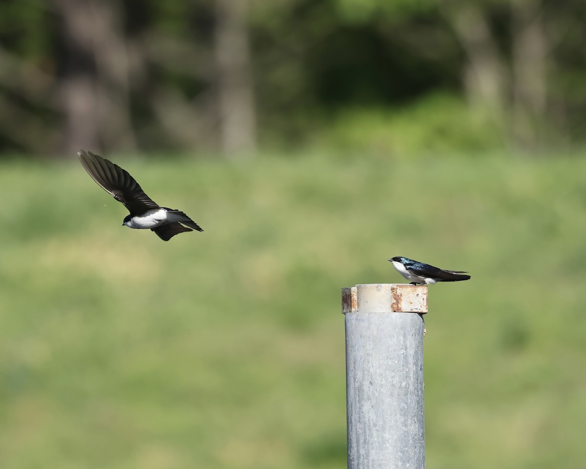Tree Swallow - ML633409011