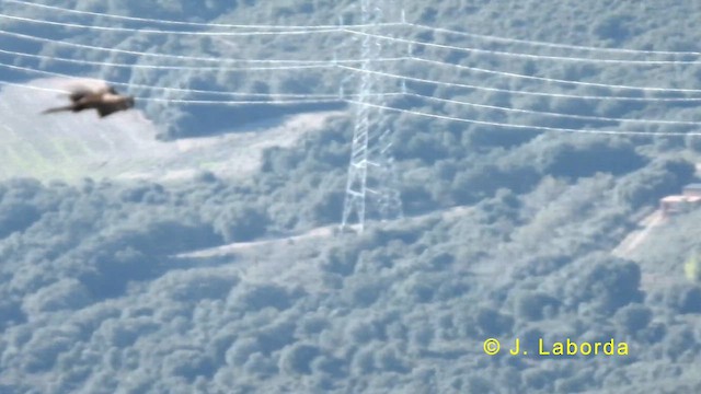 Ооч ёл - ML633409229