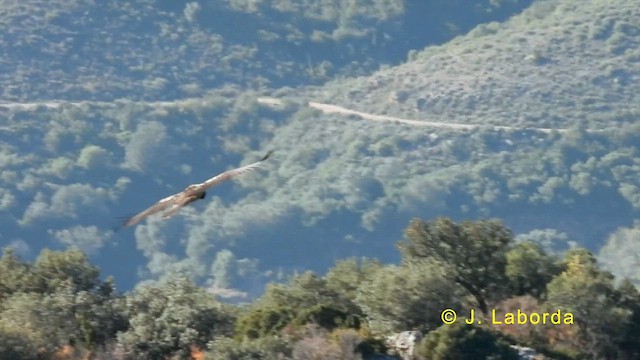 Ооч ёл - ML633409232