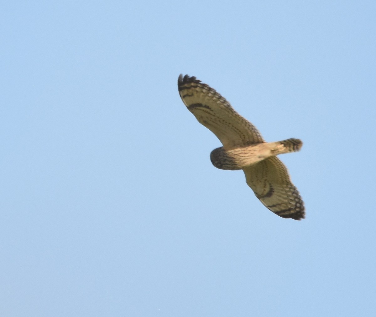 Short-eared Owl - ML633409293