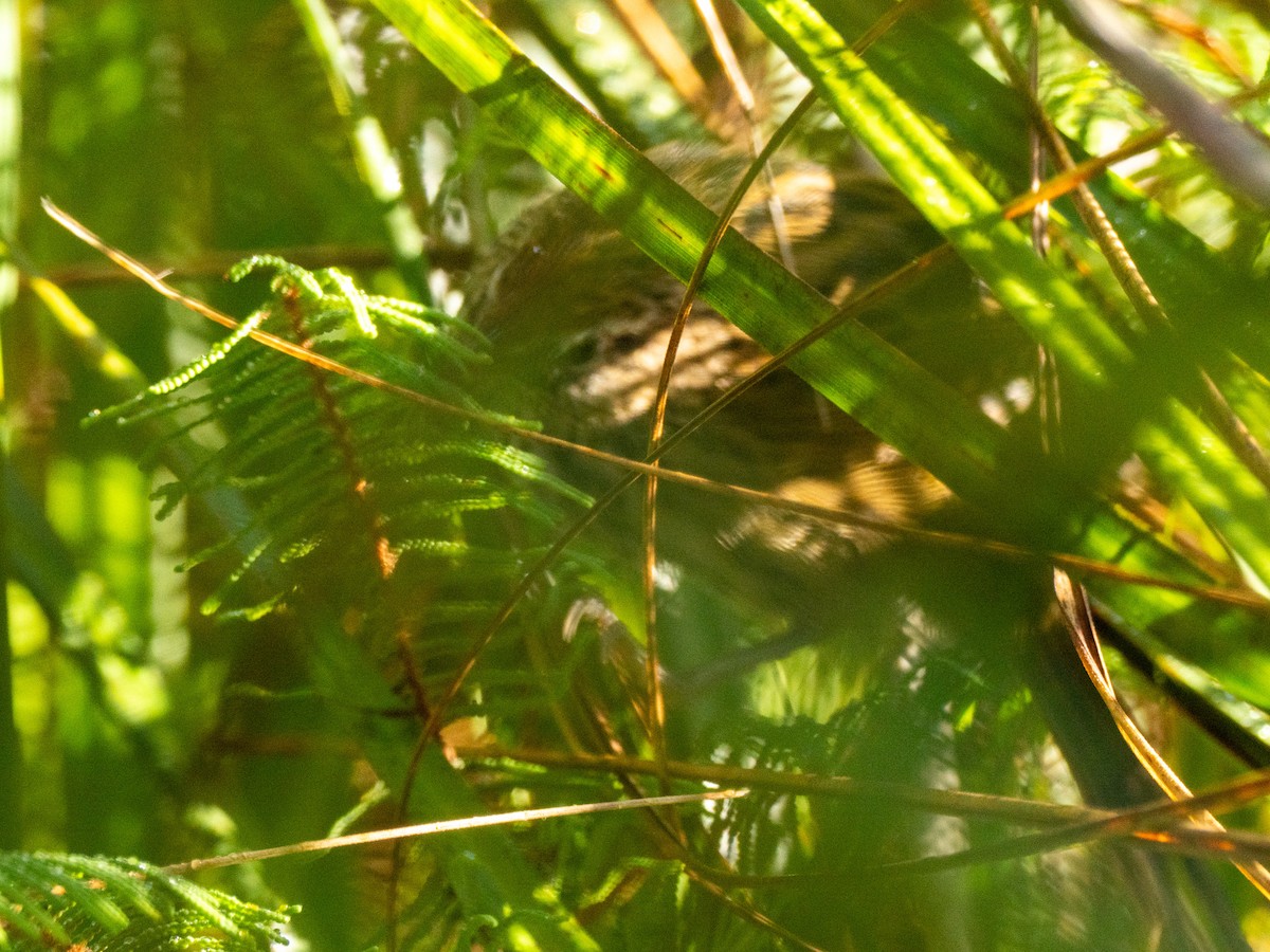 New Zealand Fernbird - ML633409342