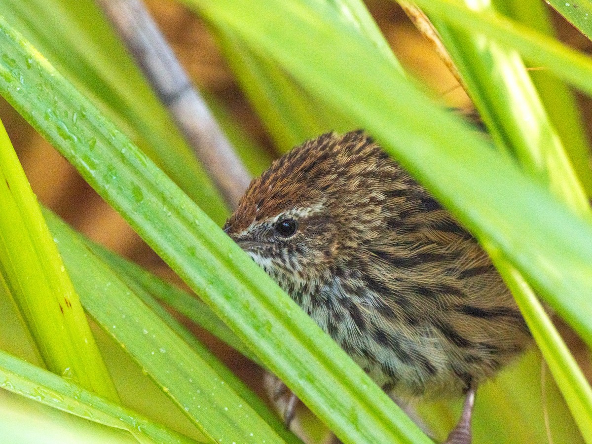New Zealand Fernbird - ML633409343