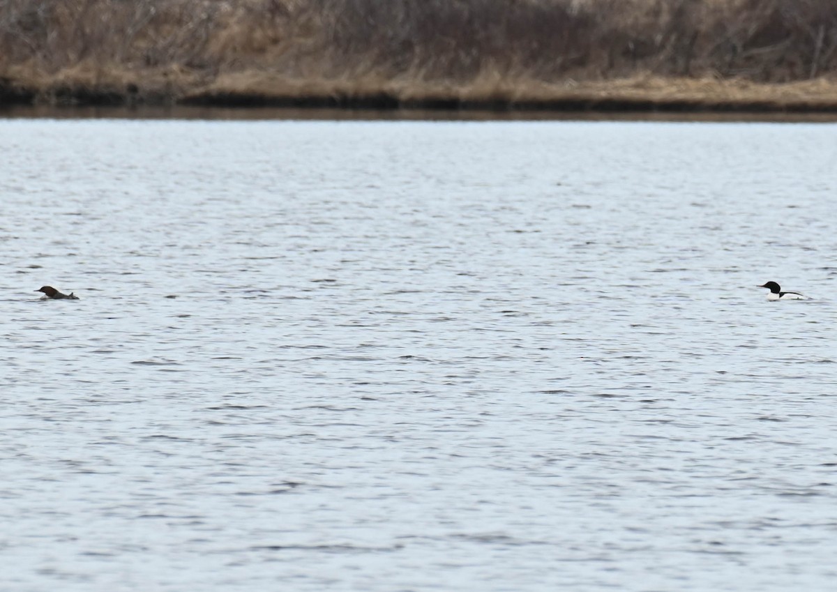 Grand Harle ou H. huppé - ML633409431