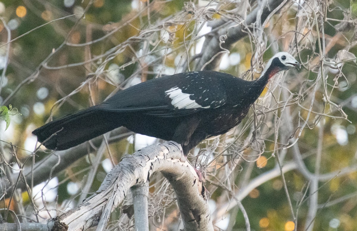 Red-throated Piping-Guan - ML633409481