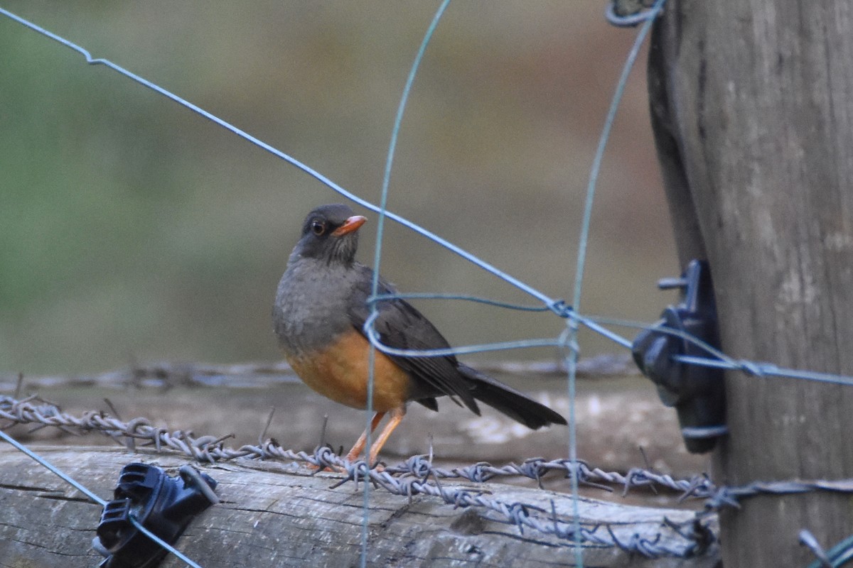Abyssinian Thrush - ML633409498