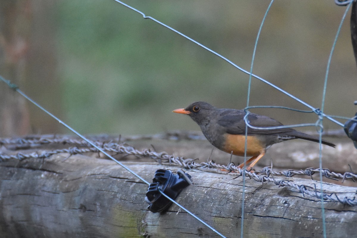 Abyssinian Thrush - ML633409500