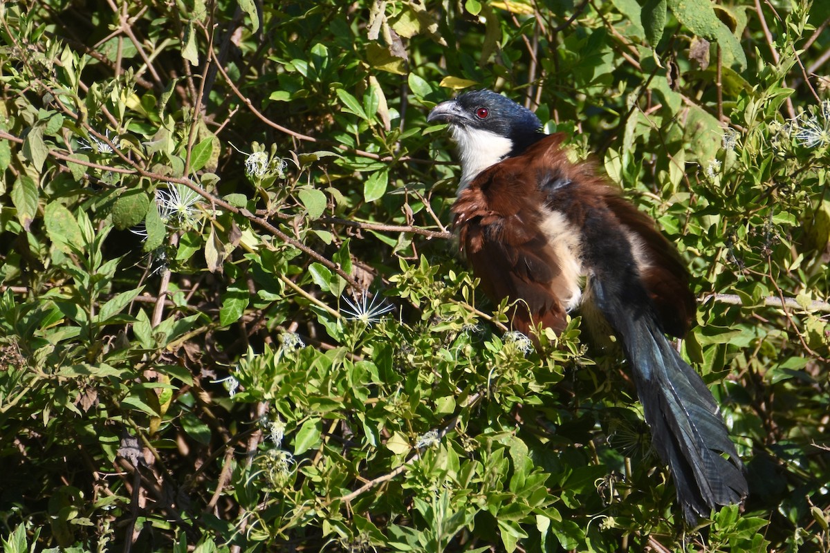 Blue-headed Coucal - ML633409632