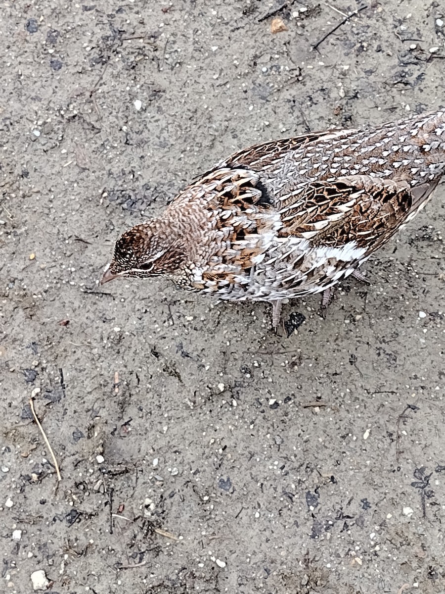 Ruffed Grouse - ML633409719