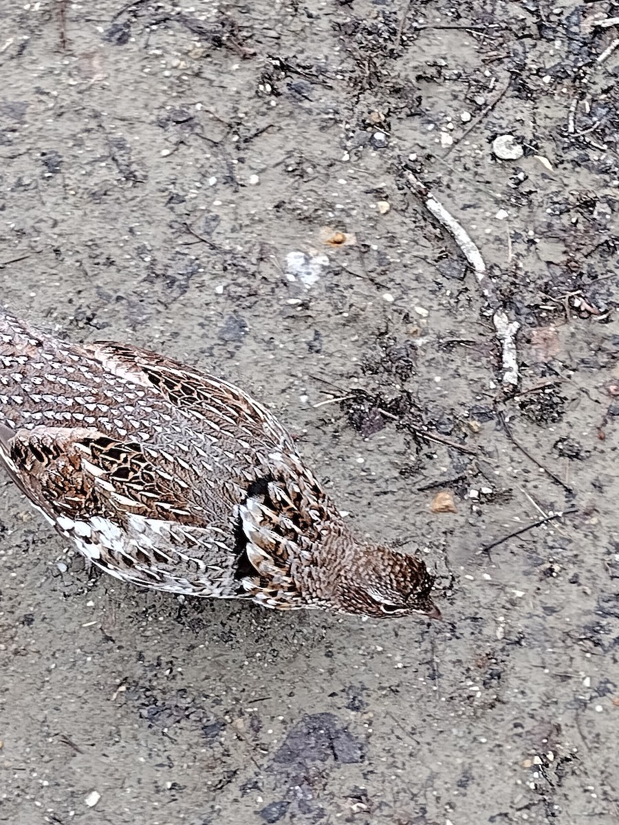 Ruffed Grouse - ML633409720