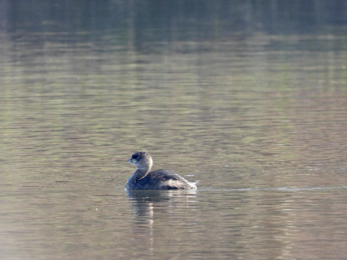 Pied-billed Grebe - ML633409771