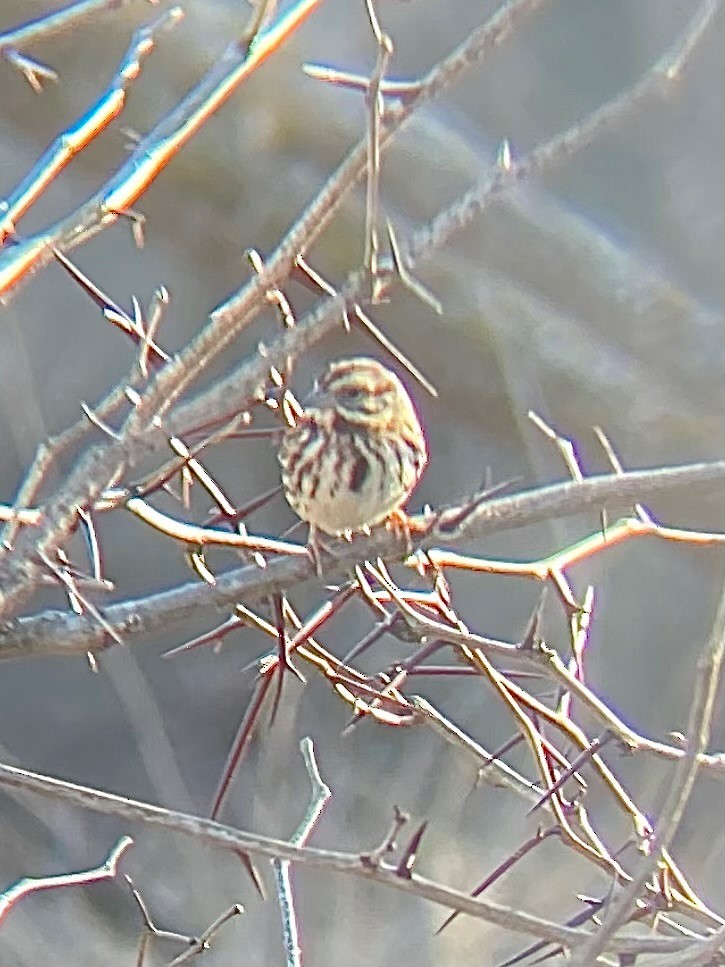 Song Sparrow - ML633409803