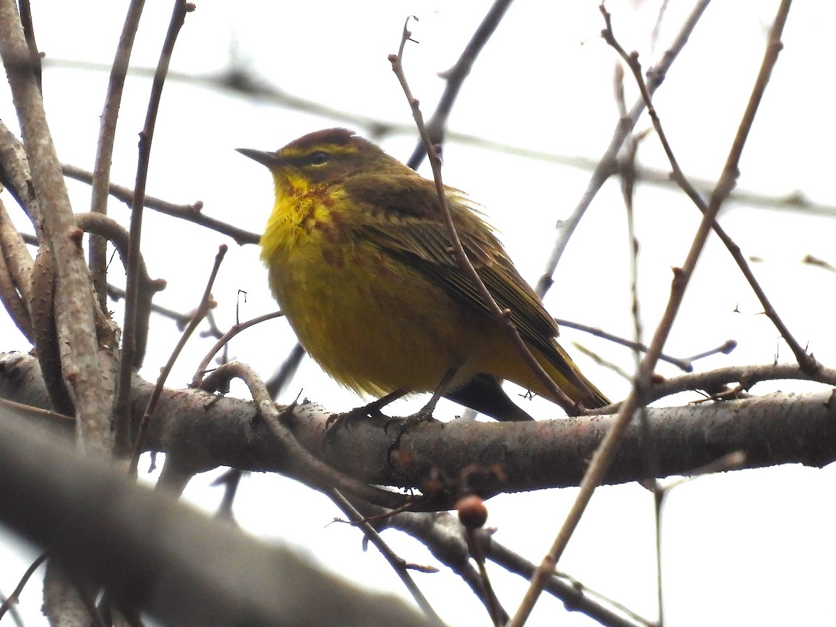 Palm Warbler - ML633409910