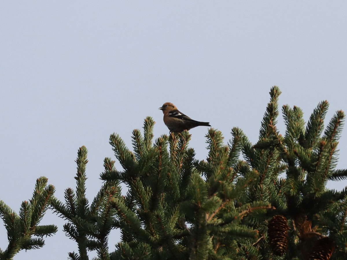 White-winged Crossbill - ML633409937