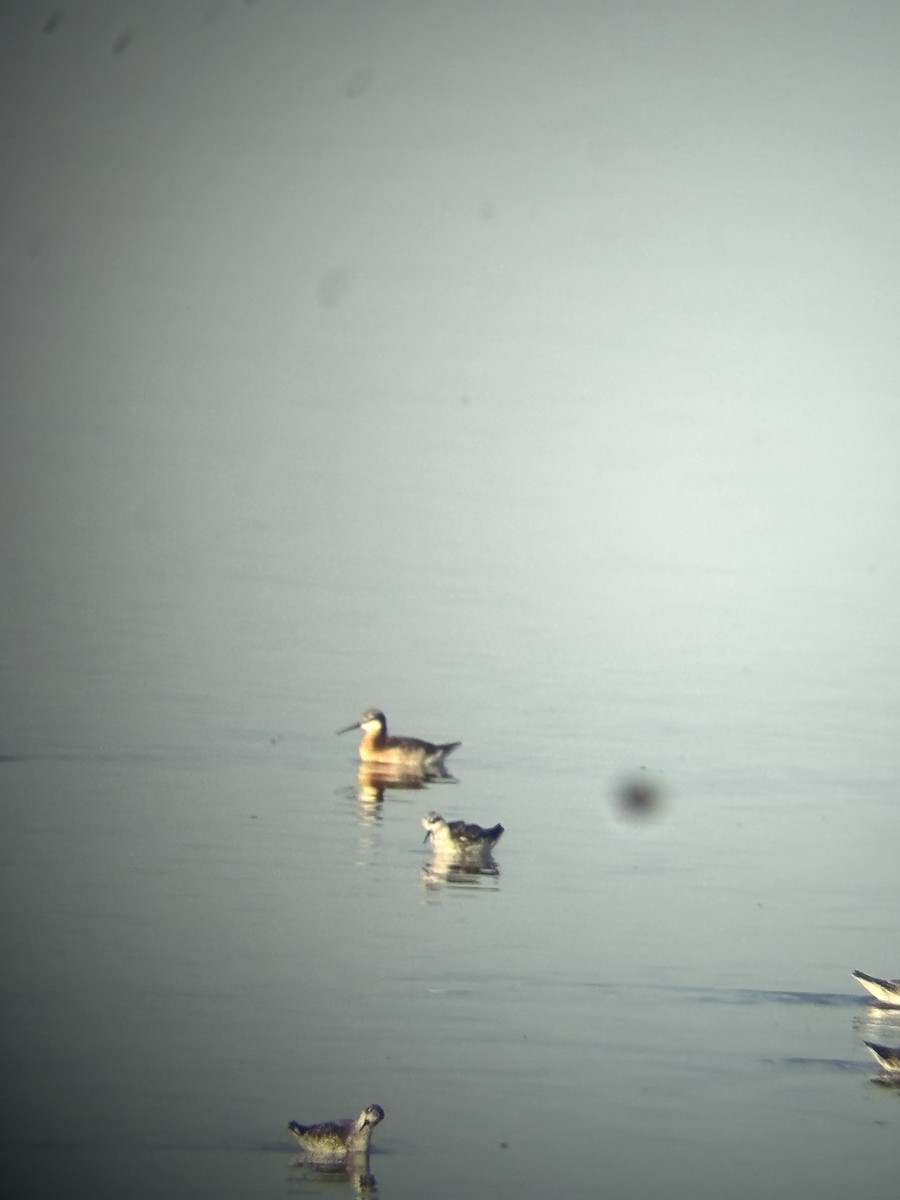 Phalarope de Wilson - ML633410053