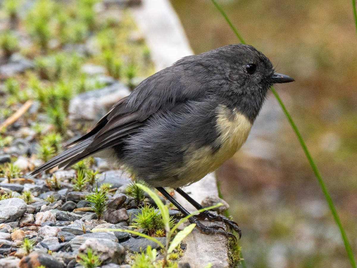 South Island Robin - ML633410085