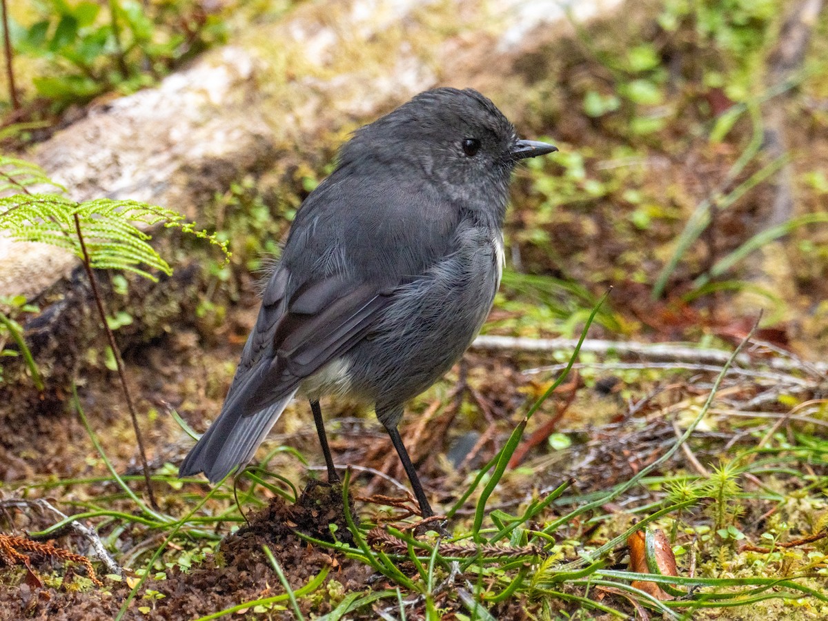 South Island Robin - ML633410086