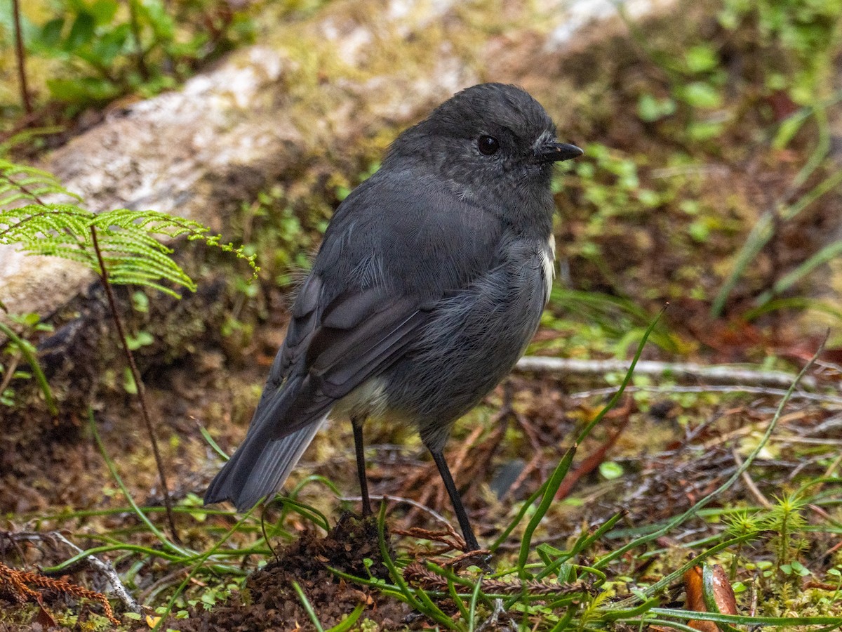 South Island Robin - ML633410087