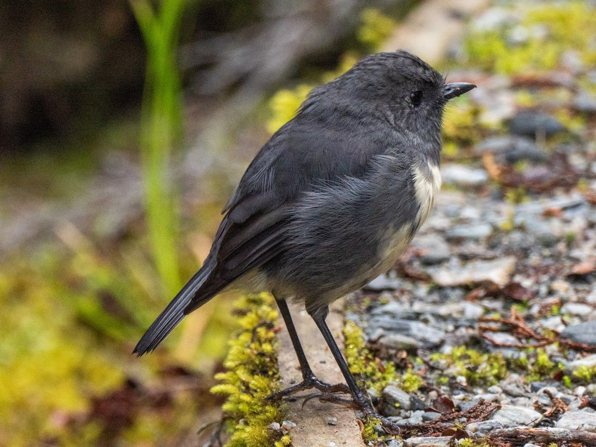South Island Robin - ML633410089